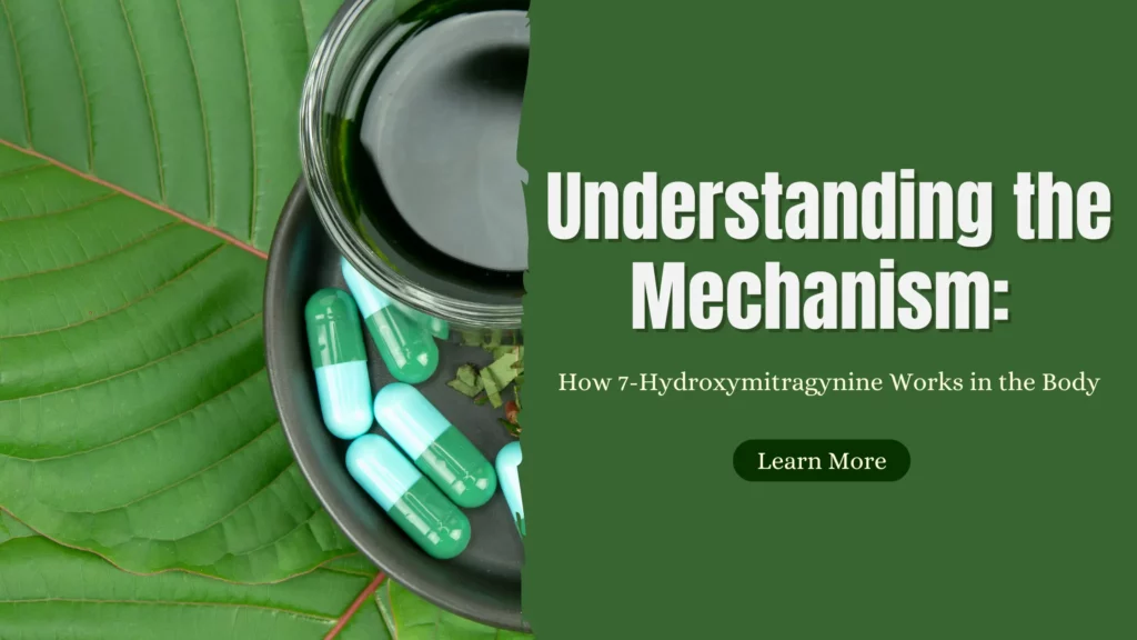 Mechanism behind 7-Hydroxymitragynine in the body