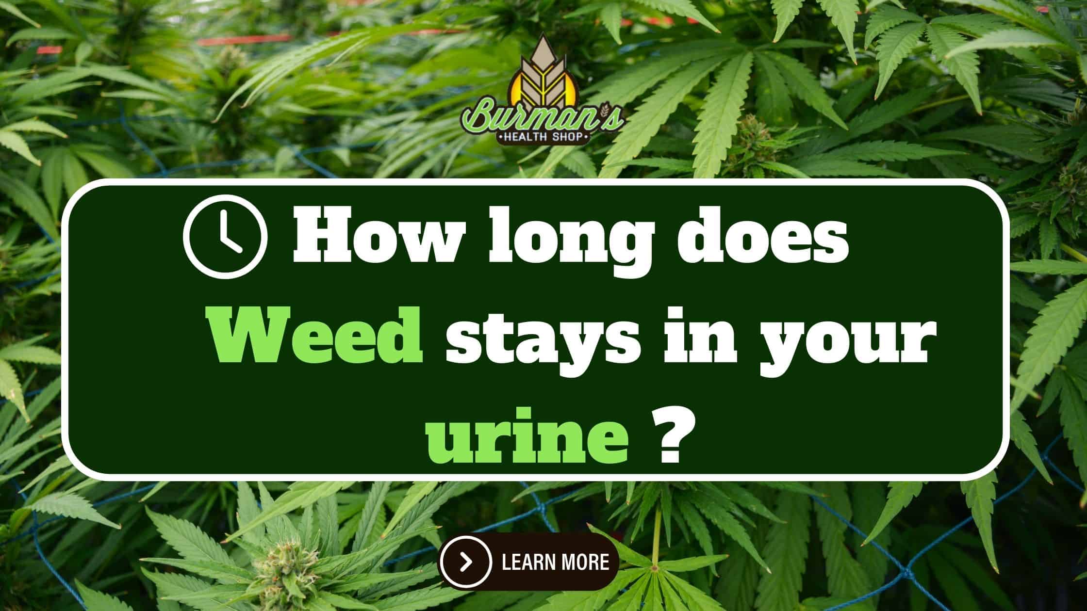 How Long Does Weed Stay in Urine? A Complete Breakdown